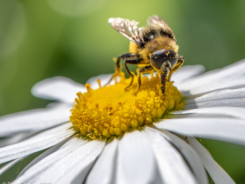 Bee on Flower - Macro (week 22 of 52)