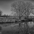 Riverside tree reflections