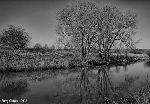 Riverside tree reflections