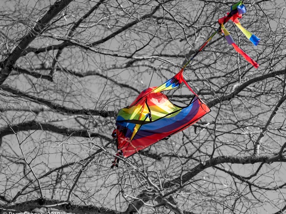 Kite caught in a tree (week 6 of 52)