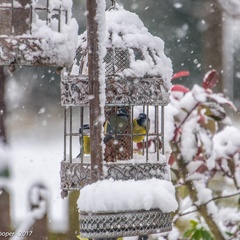 Snowy Birds feeding
