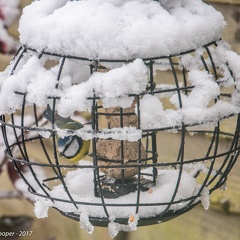 Snowy Birds