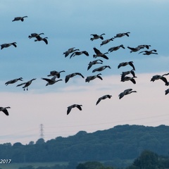 Canada Geese coming in to land (week 32)