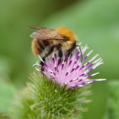 Great Yellow Bumblebee (Week 28)