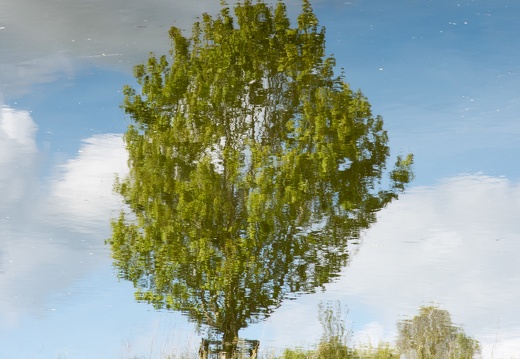Tree reflection, Pilgrims Lock