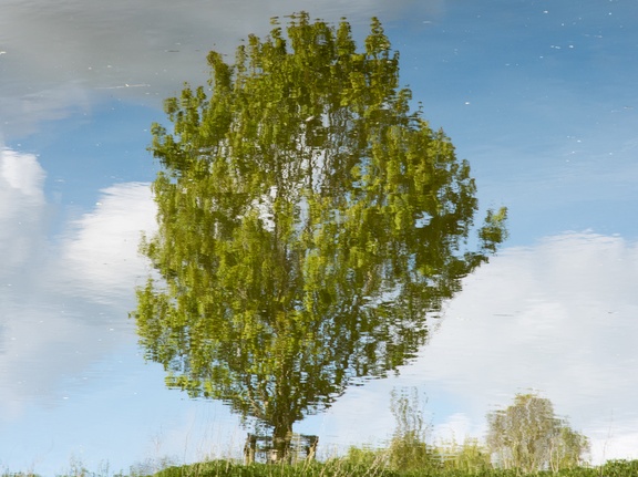 Tree reflection, Pilgrims Lock